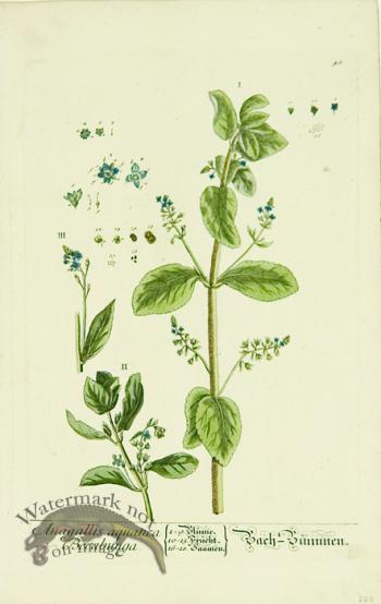 Blackwell German 099